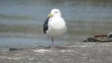 Slaty-backed Gull, preening