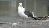 Slaty-backed Gull, fluffing up