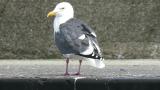 Slaty-backed Gull, preening