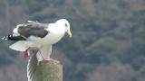 Slaty-backed Gull, wing spreading