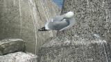 Vega Gull, preening