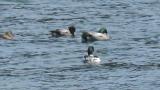 Falcated Ducks
