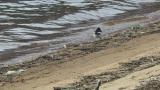 Foraging Japanese Wagtail