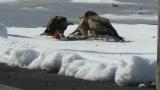 Black Kites and Jungle Crow eating vegetable