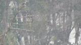 Western Osprey eating in snow