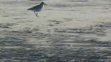 Grey Plover, walking