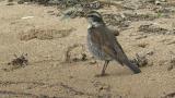 Dusky Thrush, walking and foraging
