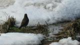 Dusky Thrush drinking water
