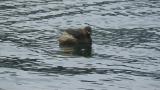 Little Grebe