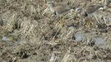 Grey-headed Lapwings
