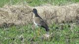 Calling Grey-headed Lapwing