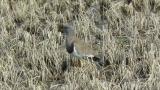 Calling Grey-headed Lapwing