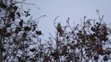Singing Hawfinch