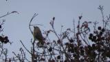 Singing Hawfinch