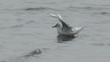 Black-headed Gull, preening