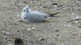 Saunders's Gull, resting on the ground