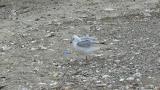 Saunders's Gull, resting and some preening