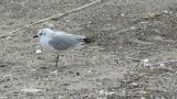 Saunders's Gull, scratching