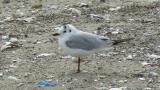 Saunders's Gull on the ground