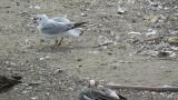Saunders's Gull on the ground