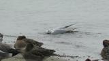 Saunders's Gull, bathing and preening