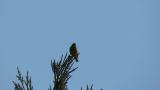 Singing Grey-capped Greenfinch