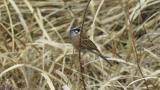 Meadow Bunting