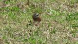 Meadow Bunting, foraging