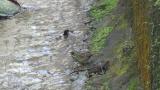 Black-faced Bunting foraging
