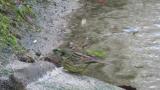 Black-faced Bunting foraging