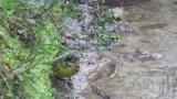 Black-faced Bunting foraging