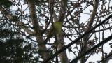 Singing Black-faced Bunting
