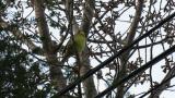 Singing Black-faced Bunting