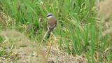 Red-backed Shrike (hybrid?)
