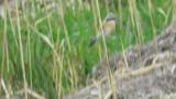 Red-backed Shrike (hybrid?)