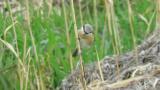 Red-backed Shrike (hybrid?)