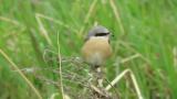 Red-backed Shrike (hybrid?)