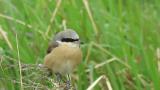 Red-backed Shrike (hybrid?), close up