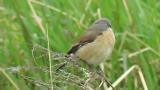 Red-backed Shrike (hybrid?), close up