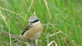 Red-backed Shrike (hybrid?), close up