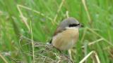 Red-backed Shrike (hybrid?), close up