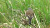 Red-backed Shrike (hybrid?), close up