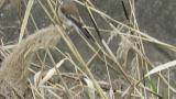 Red-backed Shrike (hybrid?), tail movement