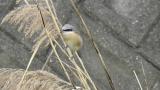 Red-backed Shrike (hybrid?)