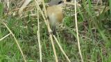 Red-backed Shrike (hybrid?), close up