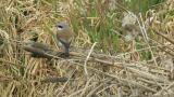 Red-backed Shrike (hybrid?)