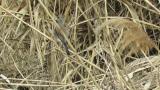 Red-backed Shrike (hybrid?), subsong, fluffing up