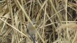 Red-backed Shrike (hybrid?), subsong