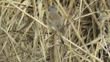 Red-backed Shrike (hybrid?), subsong