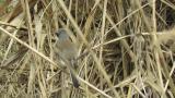 Red-backed Shrike (hybrid?), subsong